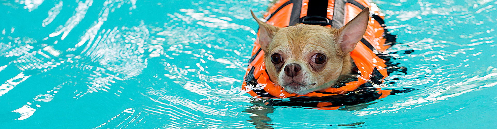 small dog wearing a life jacket in a pool of water