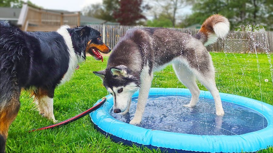 two dogs playing in a sprinkler splash pad in a backyard 